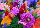 USA, Indiana, Fishers. Fresh flowers on display at market. Art Print
